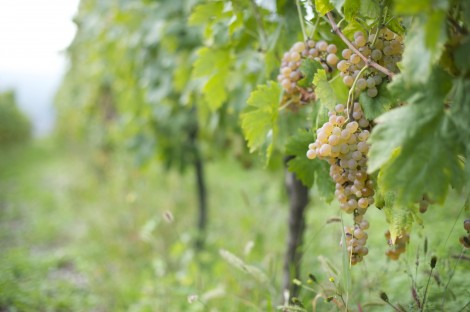 VinNatur Wine Festival, Genoa